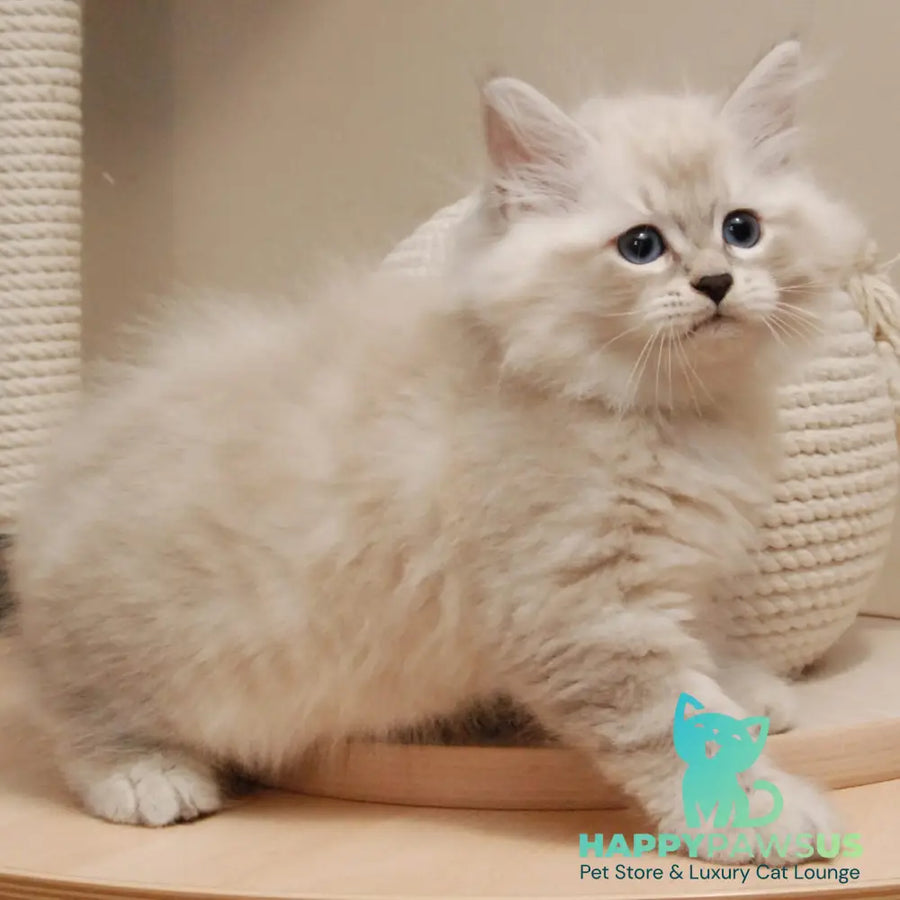 Chico Siberian male blue tabby pointed - live animals