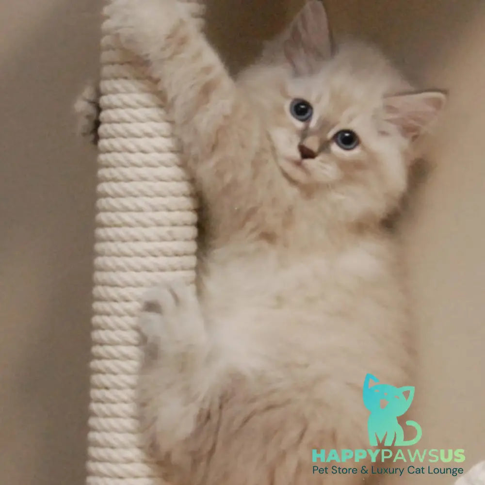 Chief Siberian male blue tabby pointed - live animals