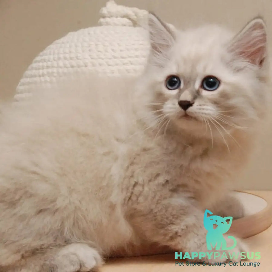 Chief Siberian male blue tabby pointed - live animals