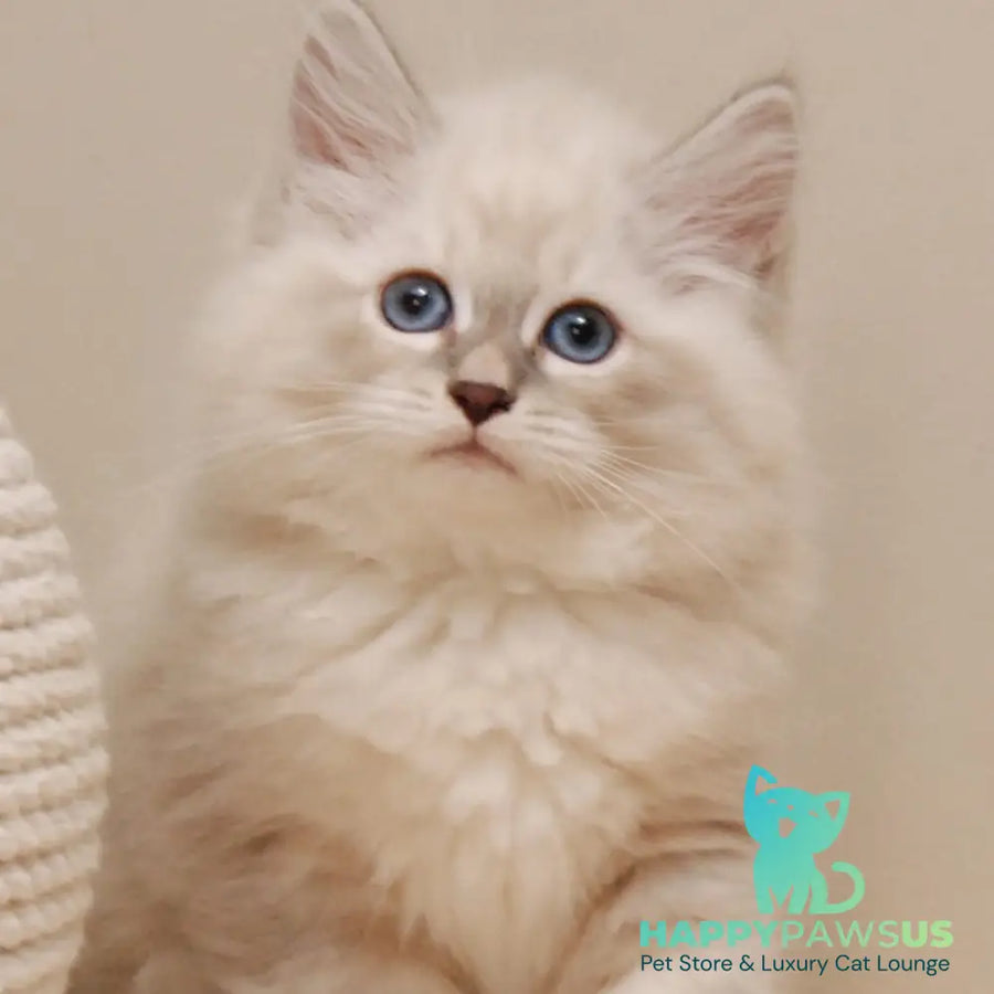 Chief Siberian male blue tabby pointed - live animals