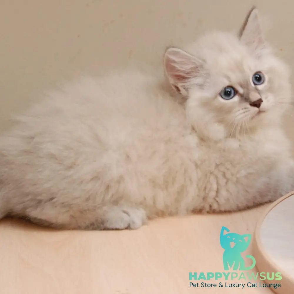 Chief Siberian male blue tabby pointed - live animals