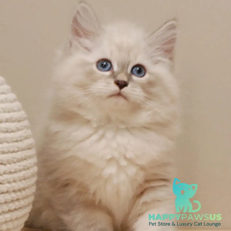 Chief Siberian male blue tabby pointed - live animals