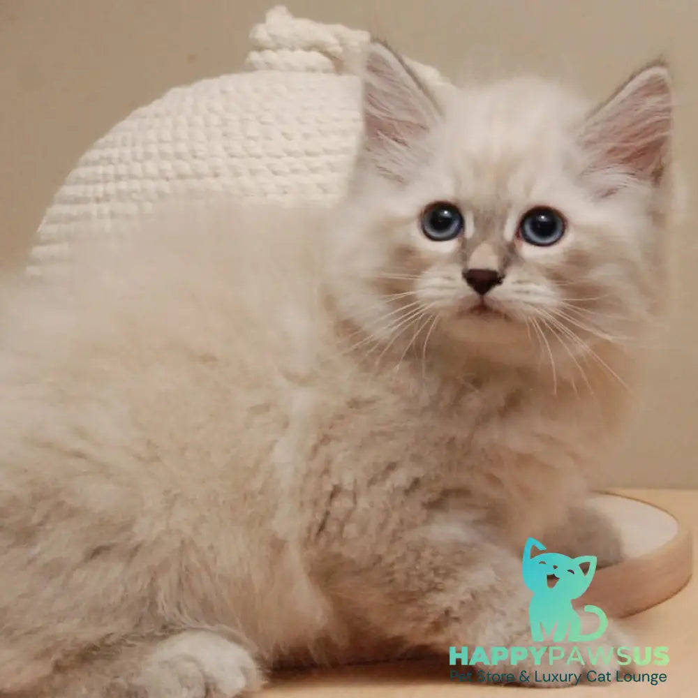 Chief Siberian male blue tabby pointed - live animals