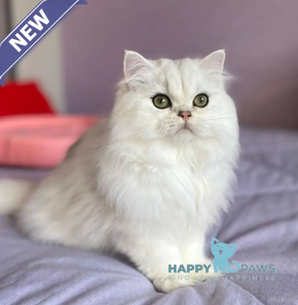 Chiff British Longhair male black silver shaded live animals
