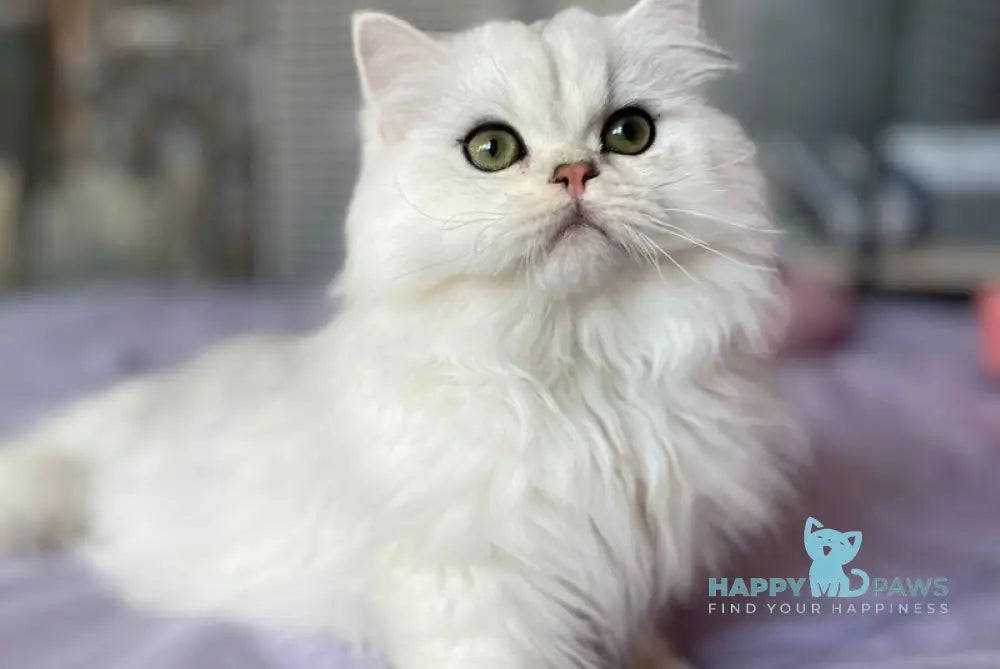 Chiff British Longhair male black silver shaded live animals