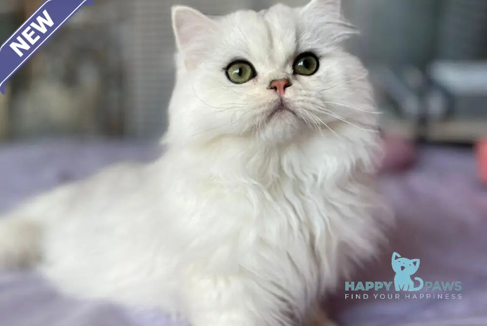 Chiff British Longhair male black silver shaded live animals