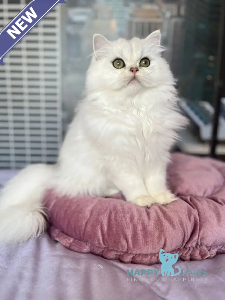 Chiff British Longhair male black silver shaded live animals