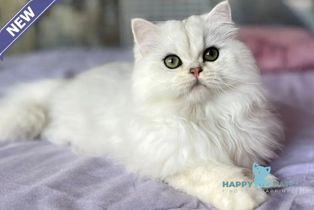 Chiff British Longhair male black silver shaded live animals