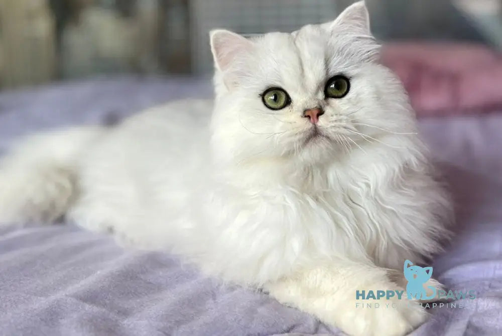 Chiff British Longhair male black silver shaded live animals