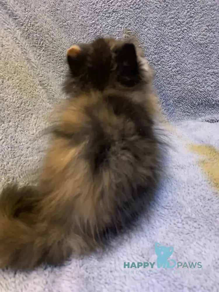 Chika Persian female black tortie bicolour live animals