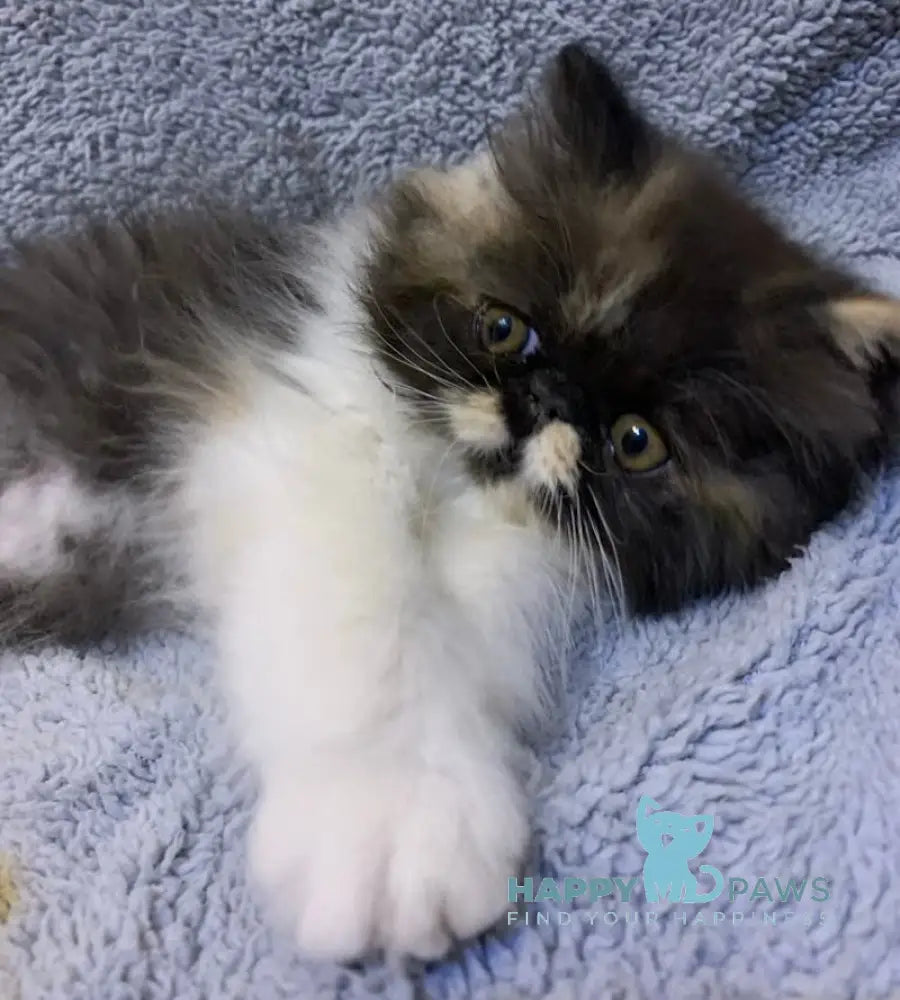 Chika Persian female black tortie bicolour live animals