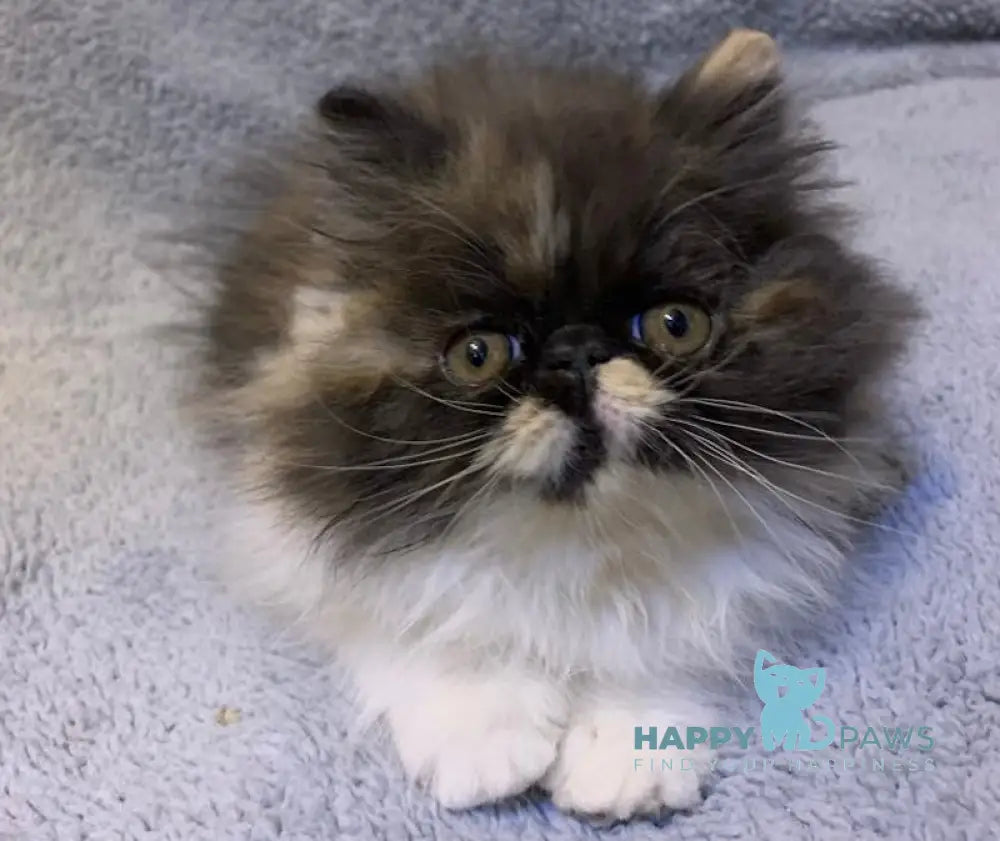 Chika Persian female black tortie bicolour live animals