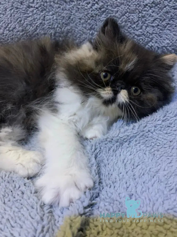 Chika Persian female black tortie bicolour live animals