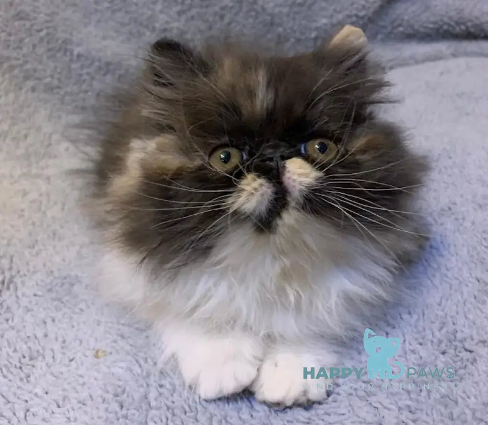 Chika Persian female black tortie bicolour live animals