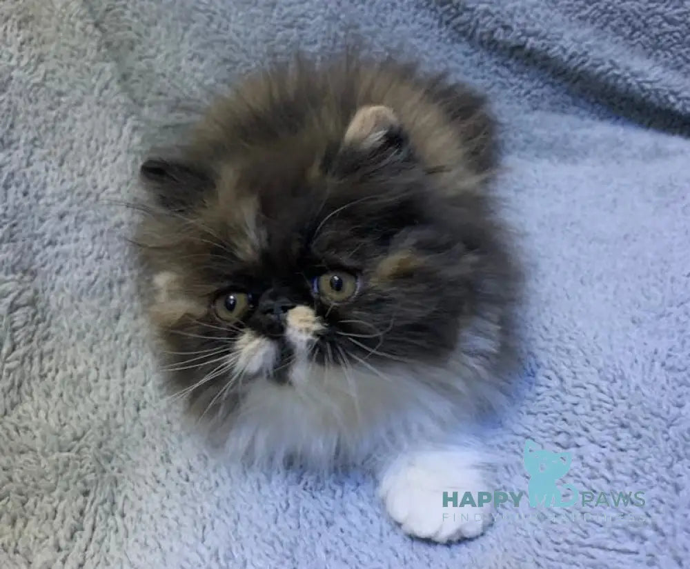 Chika Persian female black tortie bicolour live animals