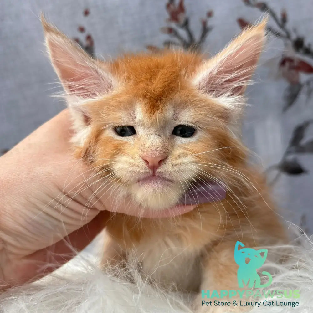 Chiko Maine Coon male red silver ticked tabby - live animals