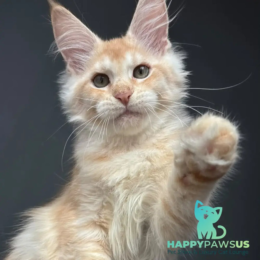 Chiko Maine Coon male red silver ticked tabby - live animals