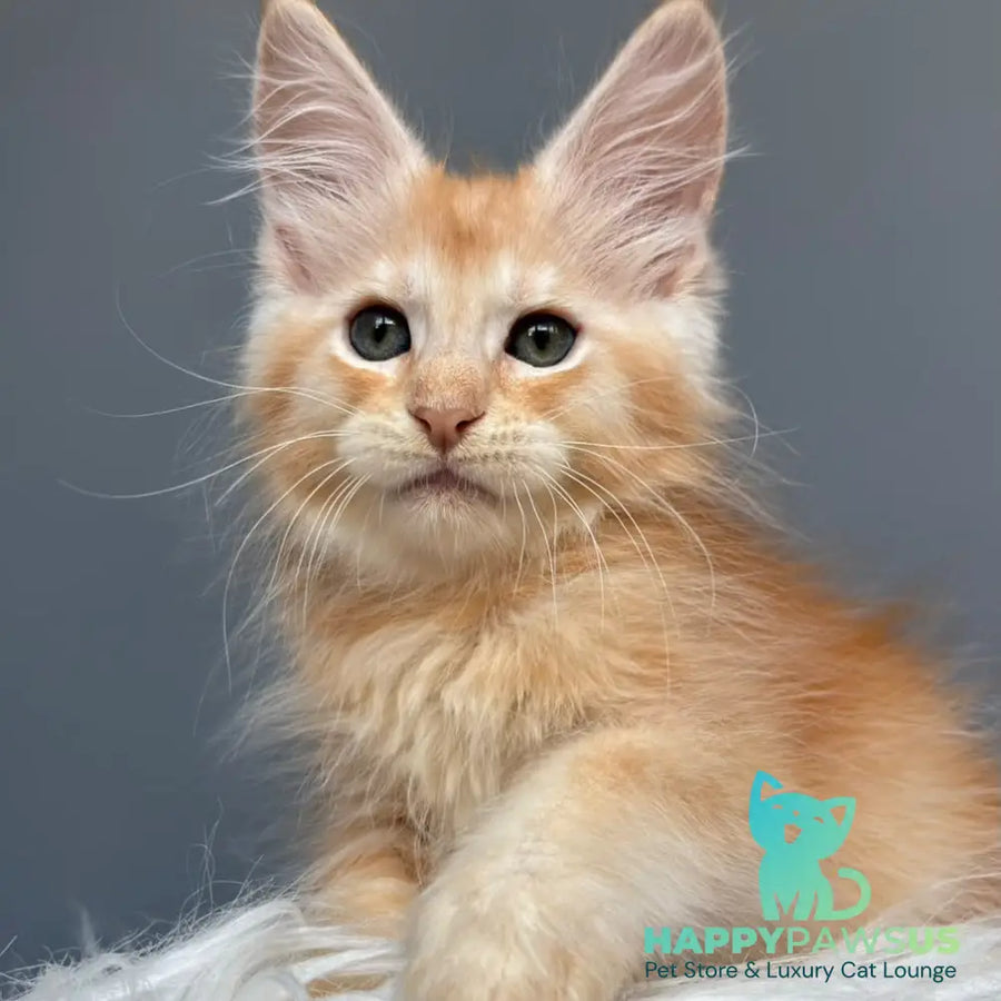 Chiko Maine Coon male red silver ticked tabby - live animals