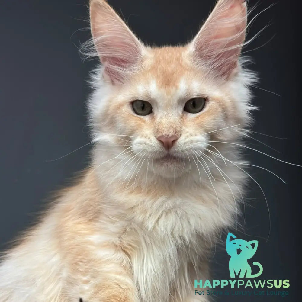 Chiko Maine Coon male red silver ticked tabby - live animals