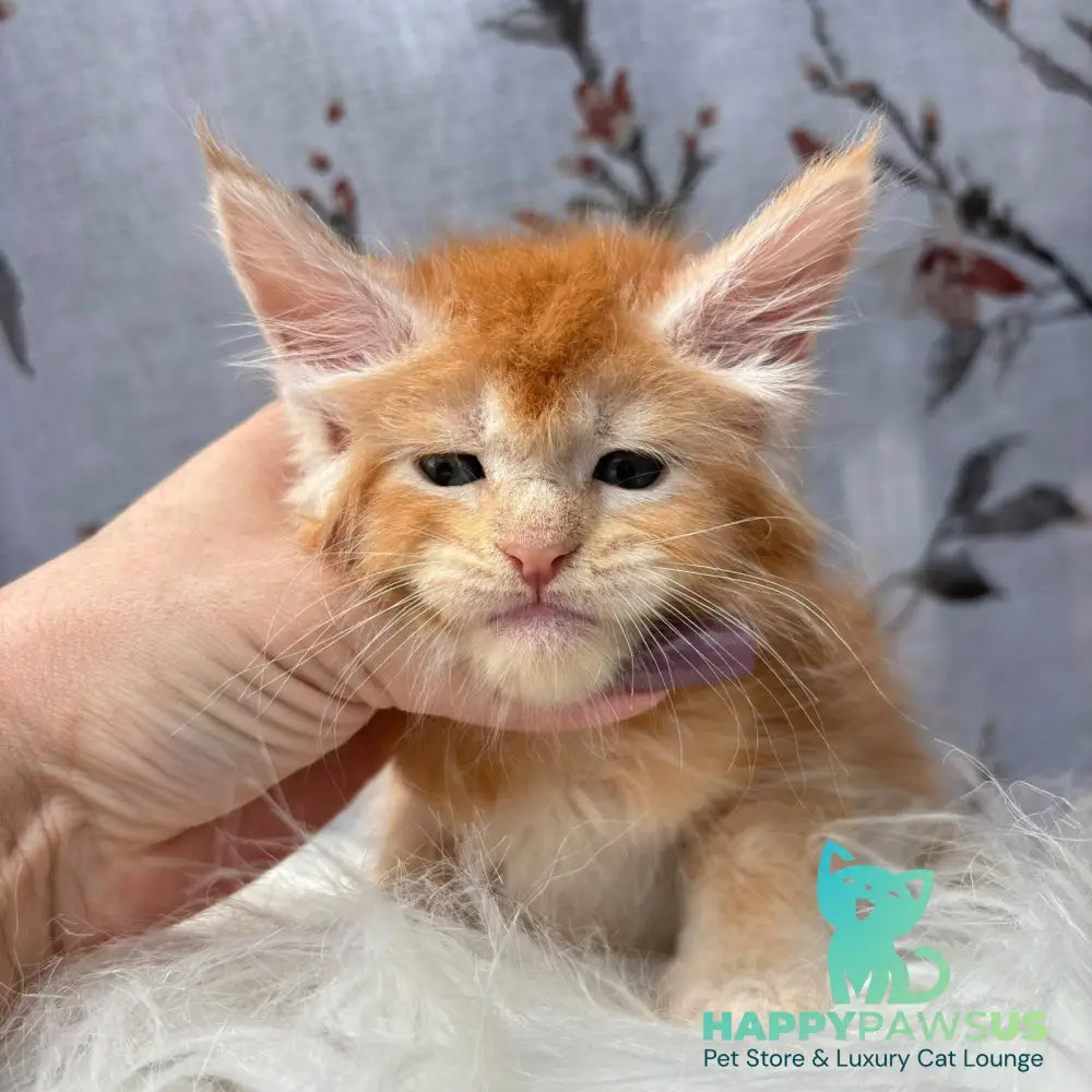 Chiko Maine Coon male red silver ticked tabby - live animals