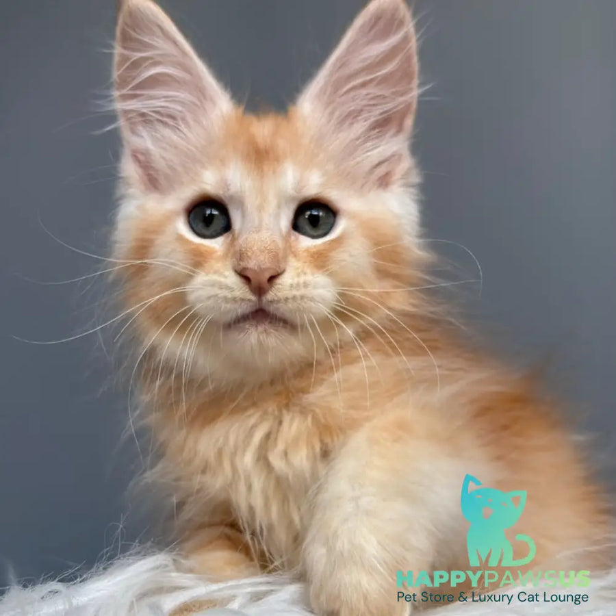 Chiko Maine Coon male red silver ticked tabby - live animals