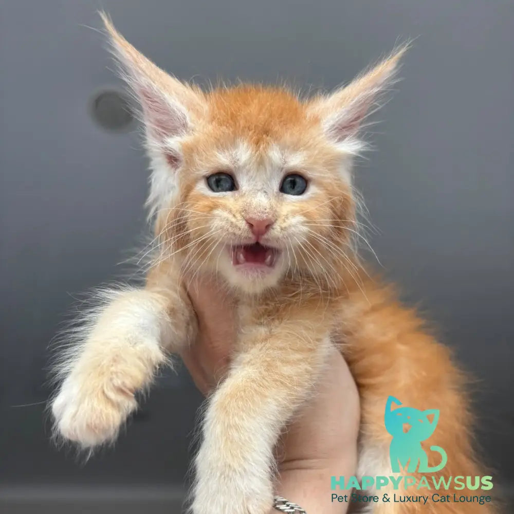 Chiko Maine Coon male red silver ticked tabby - live animals