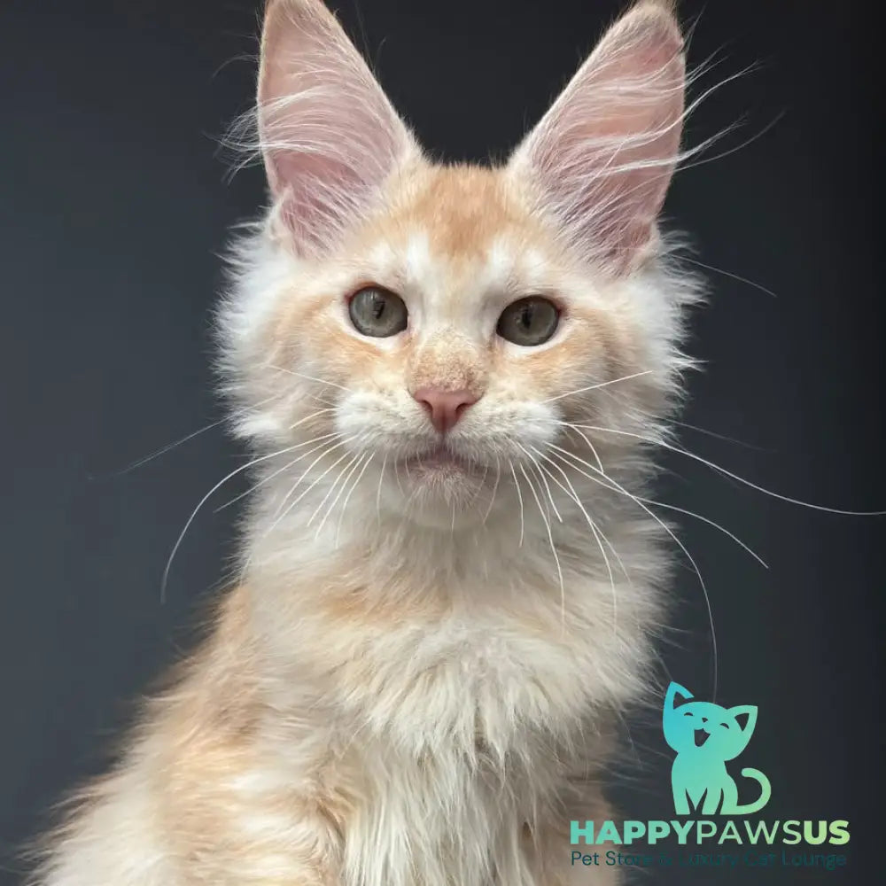 Chiko Maine Coon male red silver ticked tabby - live animals