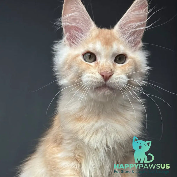 Chiko Maine Coon male red silver ticked tabby - live animals