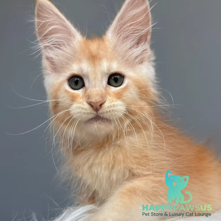 Chiko Maine Coon male red silver ticked tabby - live animals