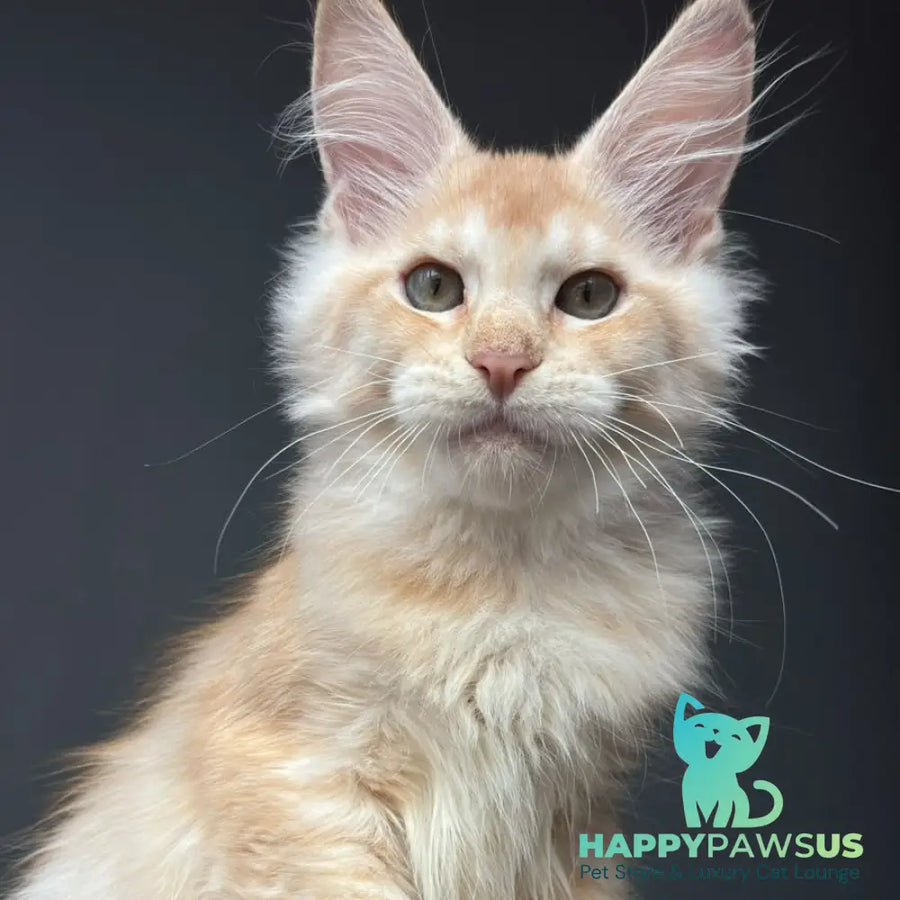 Chiko Maine Coon male red silver ticked tabby - live animals