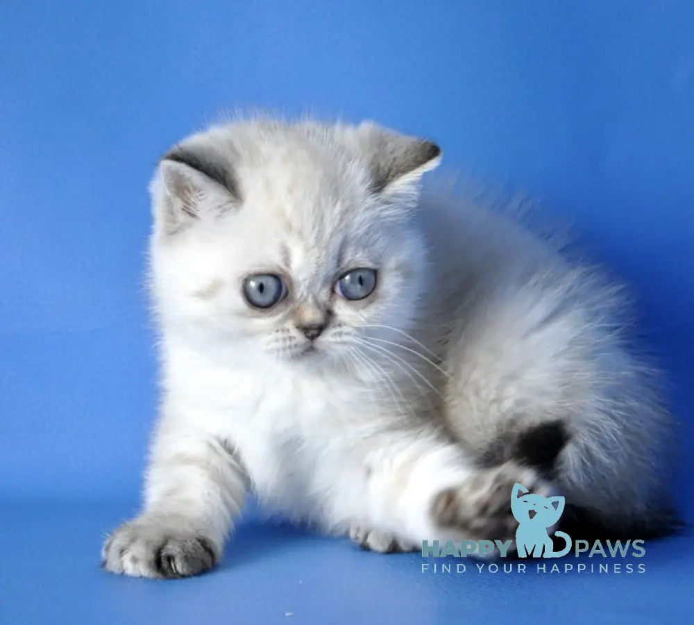 Chile Exotic female seal tortie pointed live animals