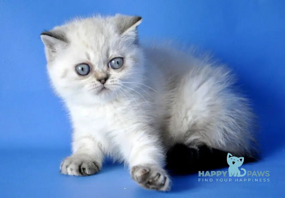 Chile Exotic female seal tortie pointed live animals