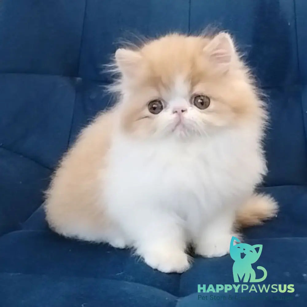 Chilitta Persian female red bicolour - live animals