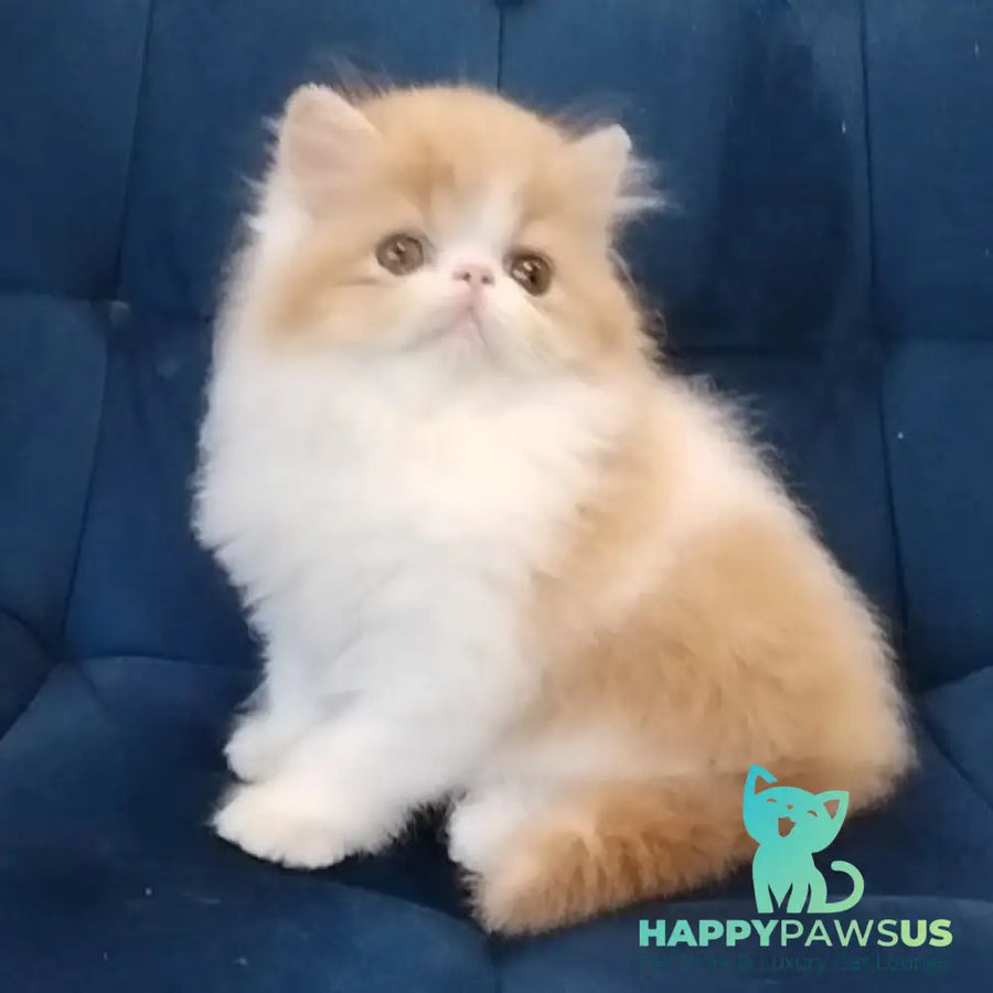 Chilitta Persian female red bicolour - live animals