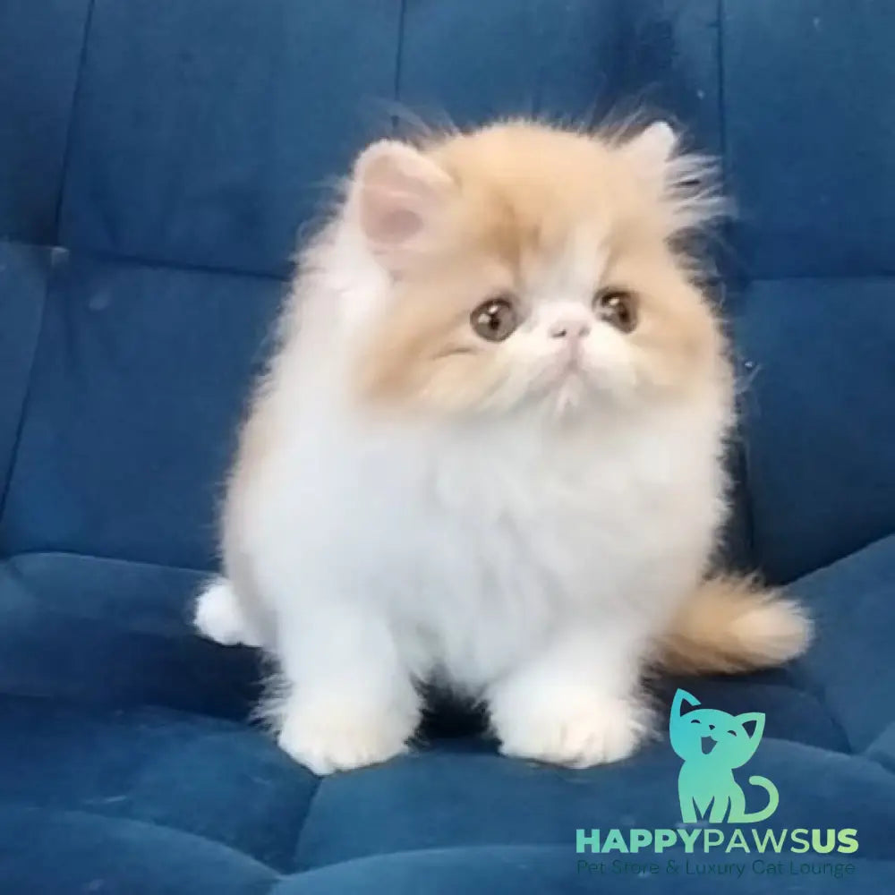 Chilitta Persian female red bicolour - live animals