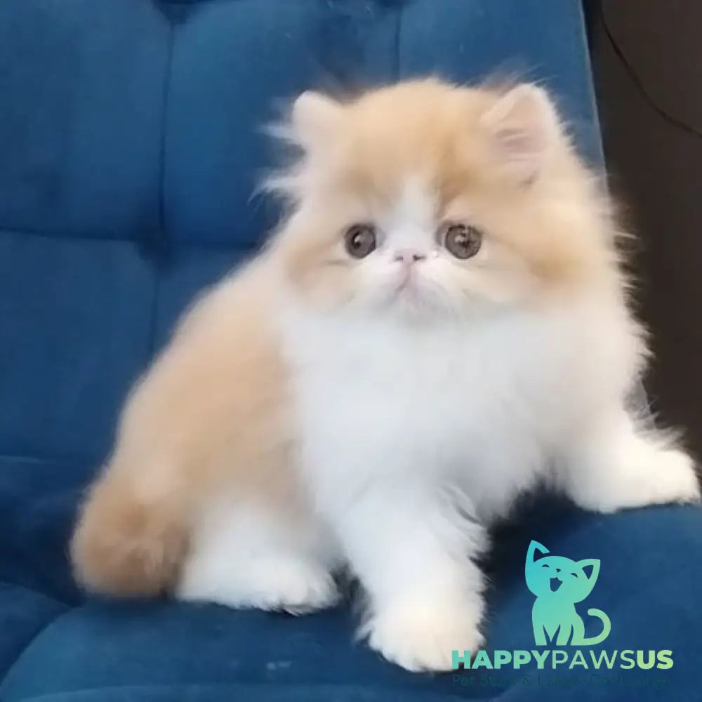Chilitta Persian female red bicolour - live animals