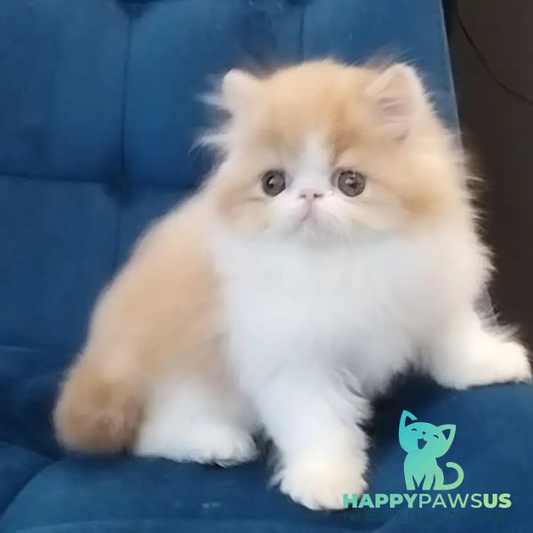 Chilitta Persian female red bicolour - live animals