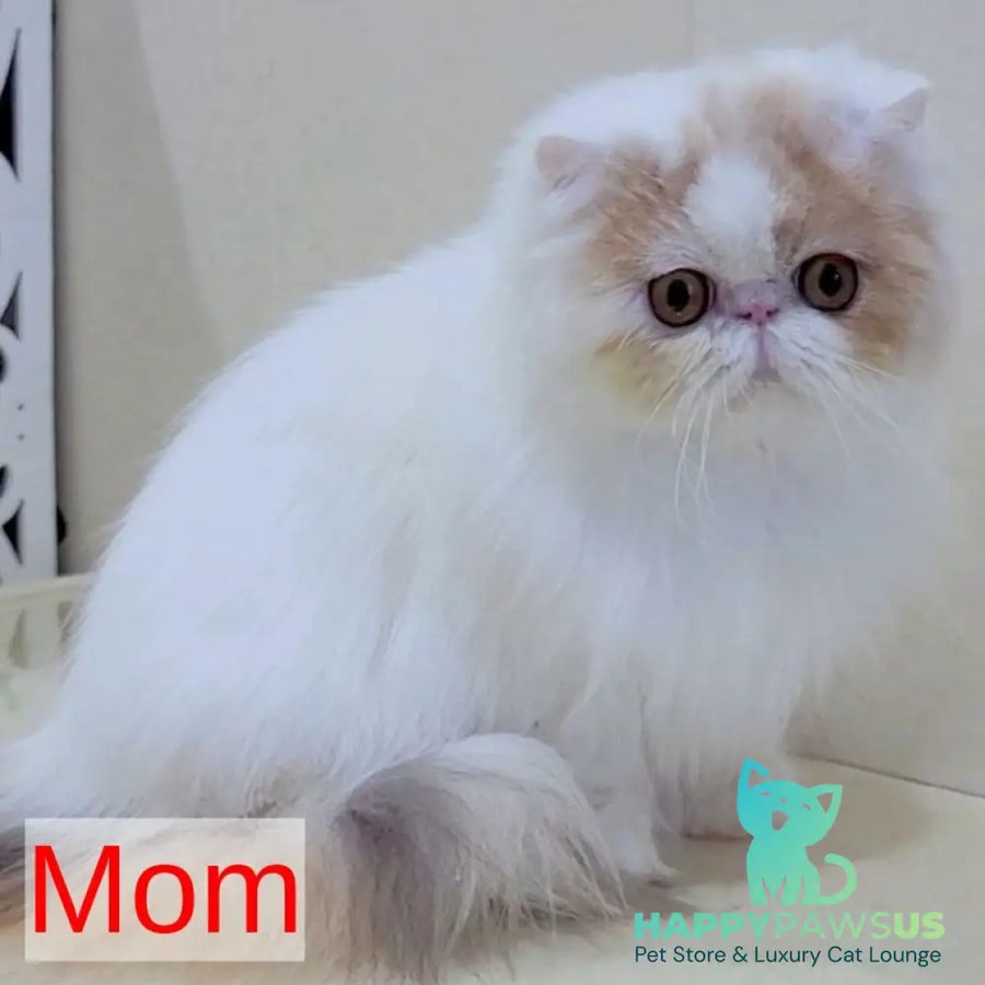 Chilitta Persian female red bicolour - live animals