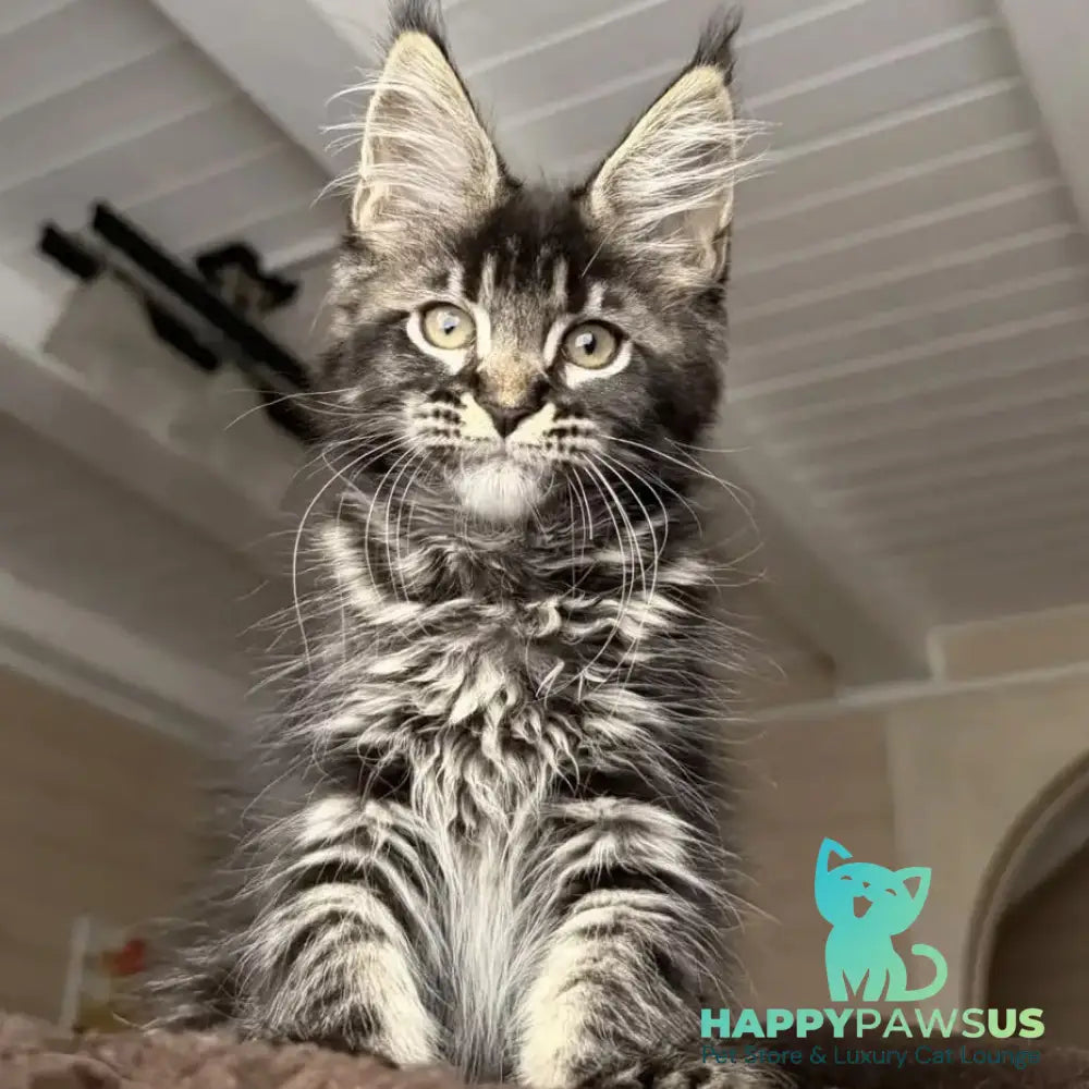 Chilli Maine Coon female black tabby - live animals