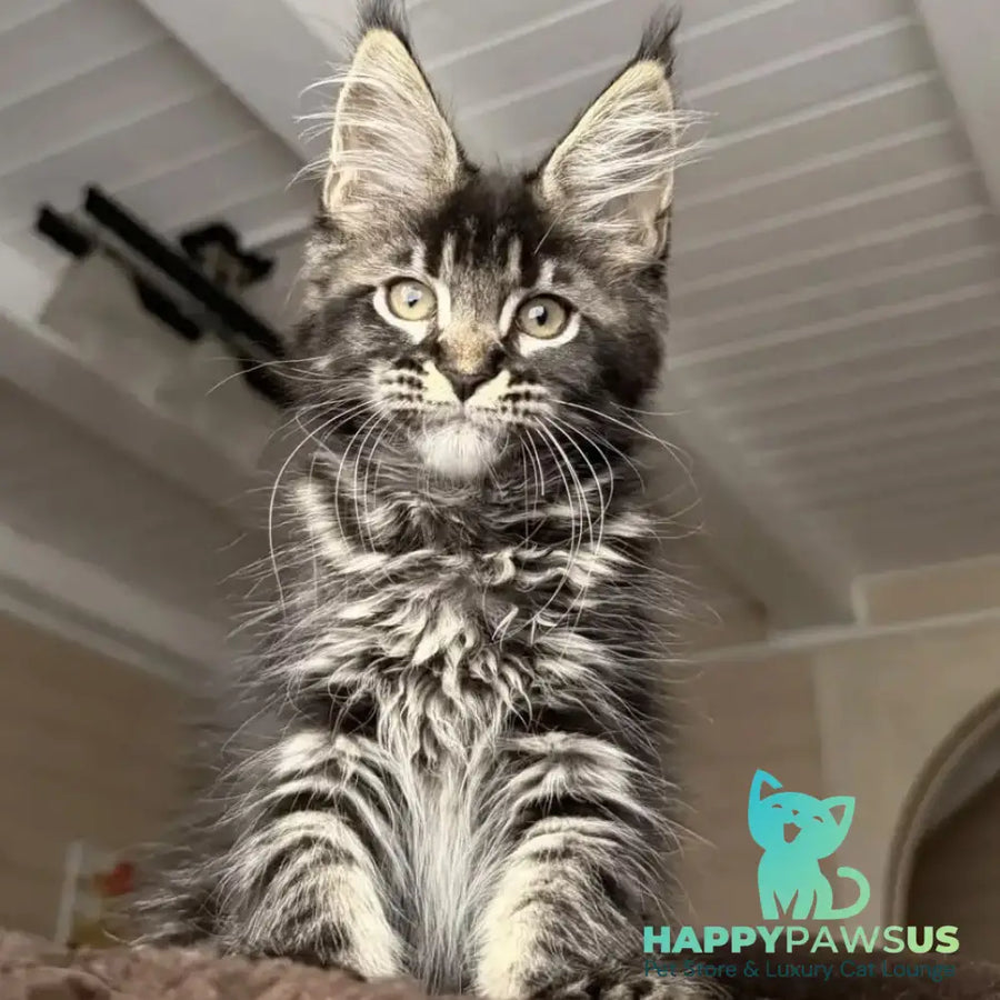 Chilli Maine Coon female black tabby - live animals