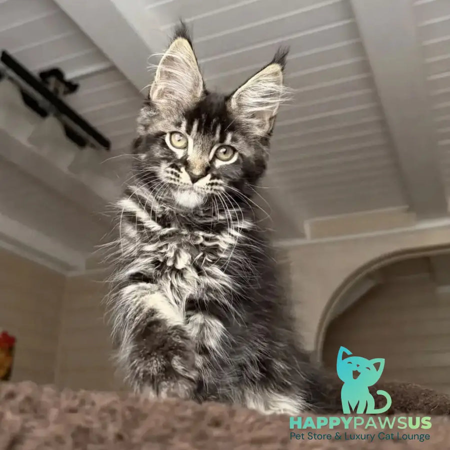 Chilli Maine Coon female black tabby - live animals