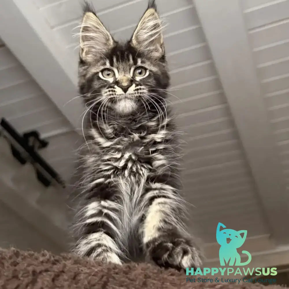 Chilli Maine Coon female black tabby - live animals