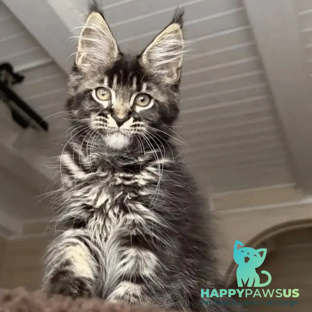 Chilli Maine Coon female black tabby - live animals