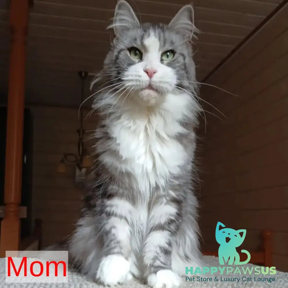 Chilli Maine Coon female black tabby - live animals