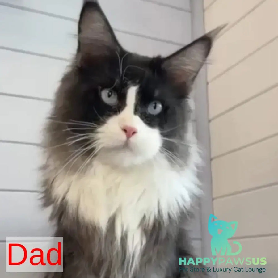 Chilli Maine Coon female black tabby - live animals