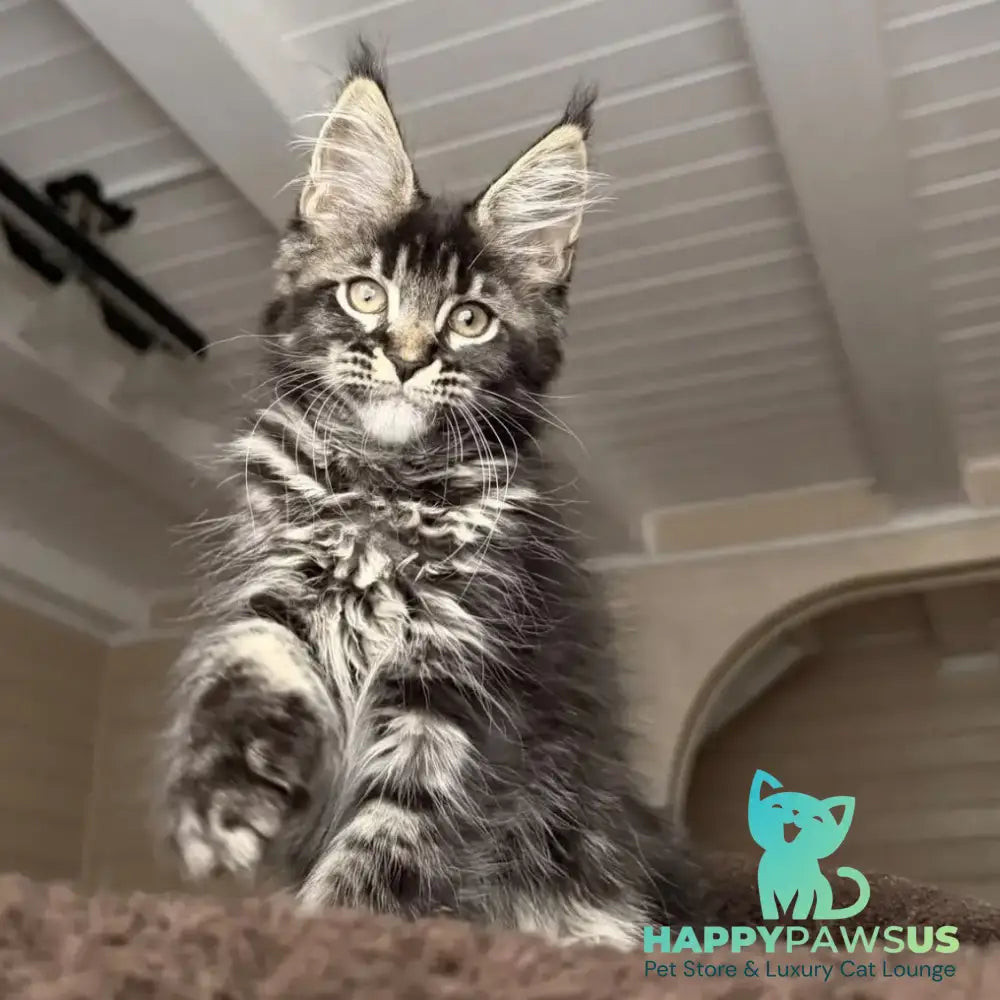 Chilli Maine Coon female black tabby - live animals