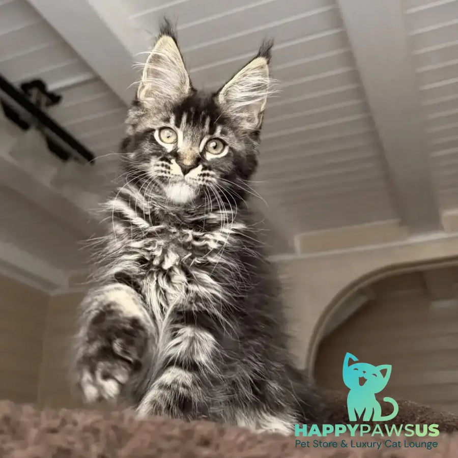 Chilli Maine Coon female black tabby - live animals