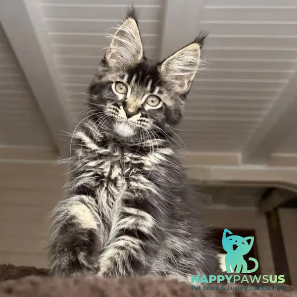Chilli Maine Coon female black tabby - live animals