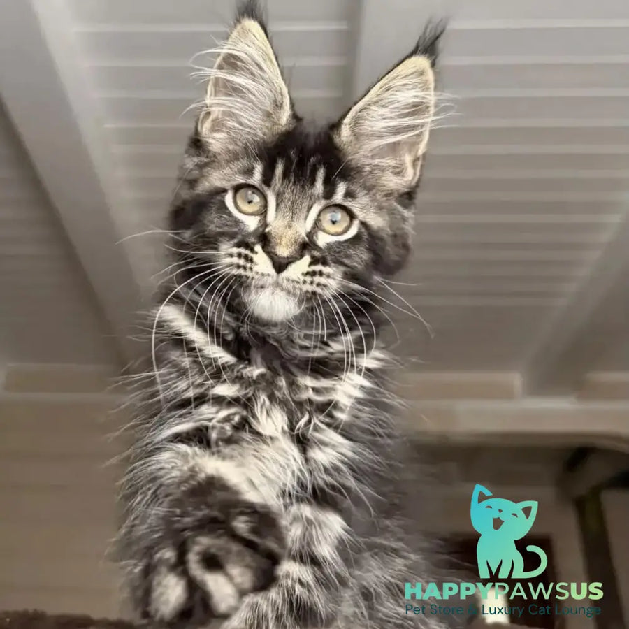 Chilli Maine Coon female black tabby - live animals