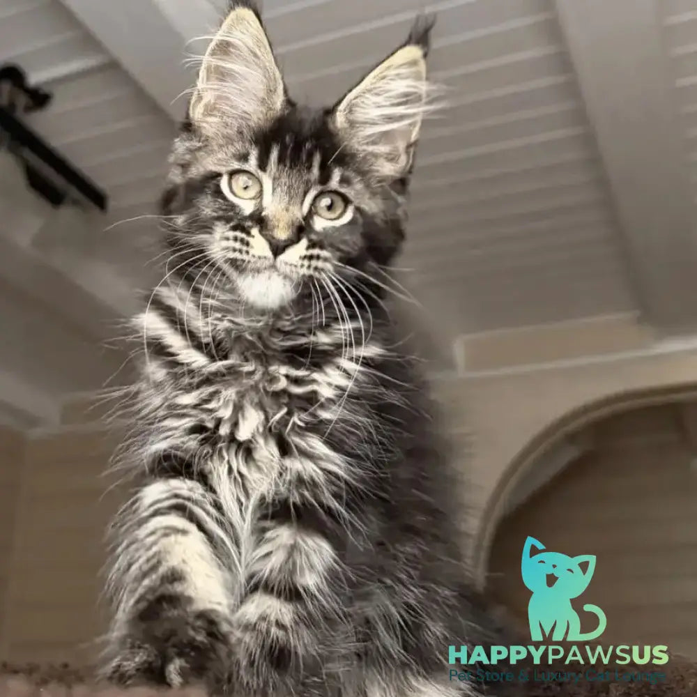 Chilli Maine Coon female black tabby - live animals